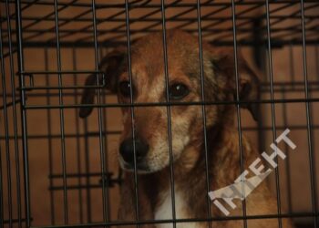 «Більшість тварин потрапили сюди через війну»: репортаж з притулку на Одещині