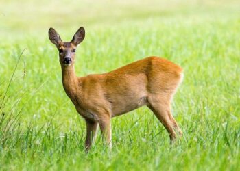 Київські патрульні разом із небайдужими громадянами врятували поранену тварину