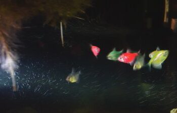 Маленький аквариум в монтажке нашей студии » газета «Доброго вечора, ми з Нікополя! Україна!!! UA»