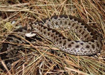 На Рівненщині гадюка вкусила 38-річного чоловіка за руку