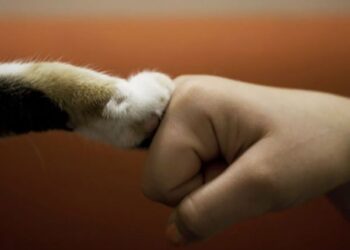 Не тільки людям потрібен друг