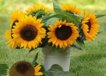 Прогноз погоди у Херсоні 1 серпня