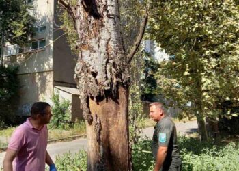 У Херсоні 6 дерев визнали аварійними