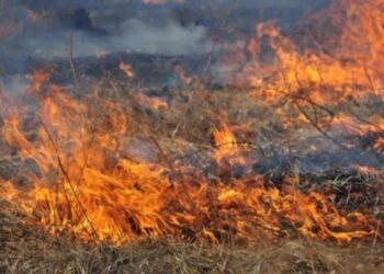 Горів сухостій: пожежа трапилася у Костополі