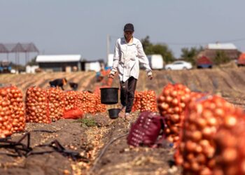 На Дніпропетровщині збирають врожай овочів, якими цьогоріч засадили на 10 % більше угідь – Новини Кам’янське