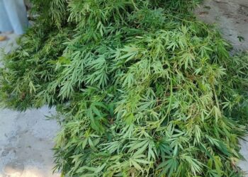 На Кіровоградщині поліцейські викрили місцевого жителя у вирощуванні нарковмісних рослин