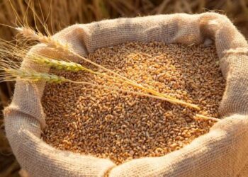 В Україні покращили прогноз урожаю зерна – ЭКОНОМИКА