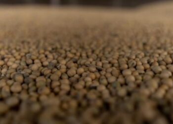 Цьогоріч фермери отримають прибуток від вирощування лише однієї культури – ЭКОНОМИКА