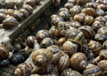 Україна подвоїла виторг від експорту молюсків – ЭКОНОМИКА