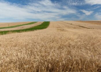 Стало відомо, як росіяни збираються ділити українські землі – ЭКОНОМИКА