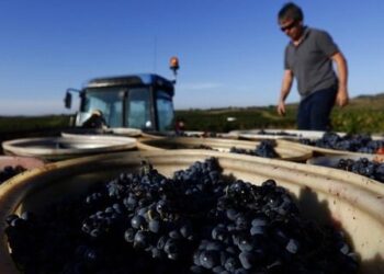 Виробництво вина у світі буде найнижчим за останні 60 років – ЭКОНОМИКА