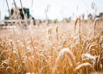 Брат екснардепа допомагав окупантам вивозити зерно з Херсонщини до рф – ЭКОНОМИКА