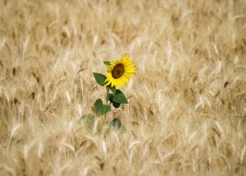 Названо культури, які принесуть прибутки аграріям у 2023 році – ЭКОНОМИКА