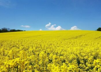 Україна залишається головним постачальником ріпаку до ЄС – ЭКОНОМИКА