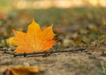 Якою буде погода у Запоріжжі найближчими днями — синоптики дали прогноз | Новости Запорожья