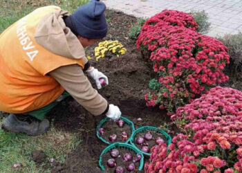 У Запоріжжі висадили цибулини тюльпанів — на яких локаціях | Новости Запорожья
