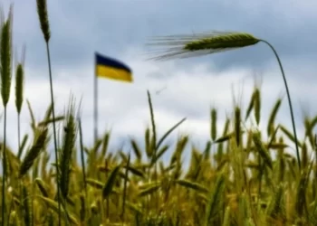 Зрошування сільськогосподарських земель правобережжя Херсонщини найближчим часом вдасться відновити в мінімально можливих обсягах