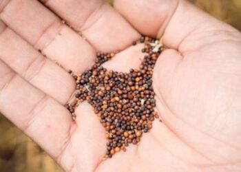 Виробники ріпаку наростили внутрішню переробку – ЭКОНОМИКА