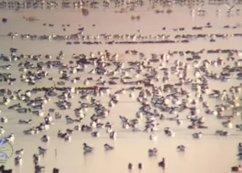 На Тузлівські лимани прилетіли понад 30 тисяч галагазів – ЭКОНОМИКА