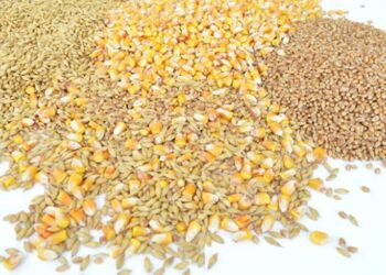 Фуражну пшеницю у портах деякі експортери готові купувати дорожче – ЭКОНОМИКА