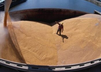 Відставання експорту зерна від минулого року перевищило 5 млн тонн – ЭКОНОМИКА