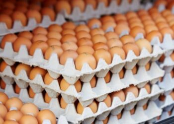 Україна експортувала рекордну кількість яєць – ЭКОНОМИКА
