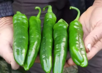 У Туреччині вирощують перець, який захищає від раку – ЭКОНОМИКА