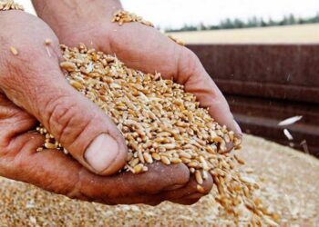 Українські експортери збільшили виторг від зерна – ЭКОНОМИКА