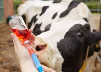 Більше половини зареєстрованих ветпрепаратів — вітчизняного виробництва – ЭКОНОМИКА