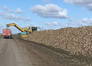 Урожай цукрових буряків на 1,6 млн тонн перевищує минулорічний – ЭКОНОМИКА