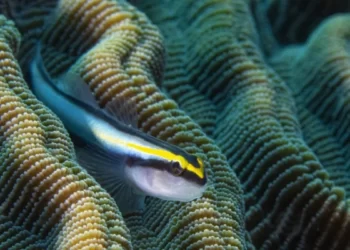 Вчені створили синаптичний транзистор для імітації роботи головного мозку людини — ТЕХНОЛОГИИ