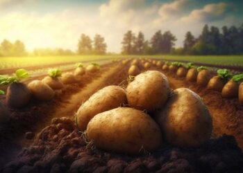 В Україні подорожчала картопля – ЭКОНОМИКА