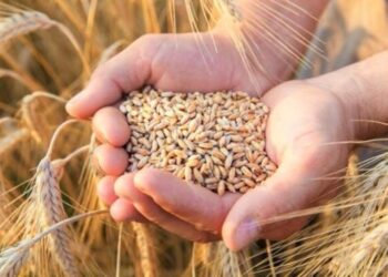 Названо регіон-лідер за врожайністю зерна – ЭКОНОМИКА