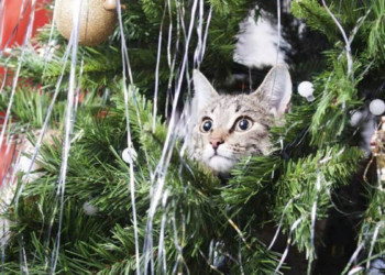 Яка погода буде у Запоріжжі 21, 22 грудня  | Новости Запорожья