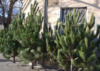 Якими будуть ціни на новорічні ялинки в Запоріжжі цього року — інформація від лісгоспу | Новости Запорожья
