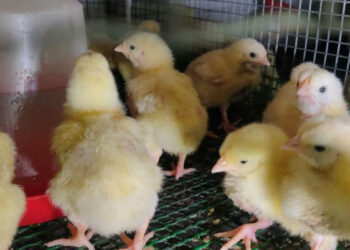 Снайперка із Запоріжжя створила птахоферму | Новости Запорожья