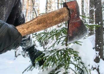 У Запоріжжі передбачені штрафи за вирубку ялинок — подробиці | Новости Запорожья