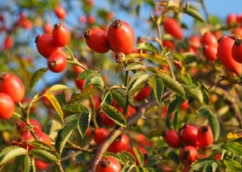 Шипшину додано до переліку культур, які можуть бути вирощені за рахунок грантів – ЭКОНОМИКА