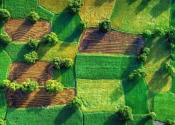 Неправильно зареєстровані земельні ділянки з 2025 року перейдуть у комунальну власність – ЭКОНОМИКА