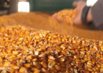 Cвітове виробництво зернових та соняшника у 2023-2024 роках зросте до рекордного рівня – ЭКОНОМИКА