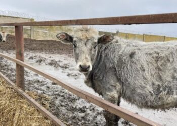 На Херсонщині вироблятимуть мармурову яловичину – ЭКОНОМИКА