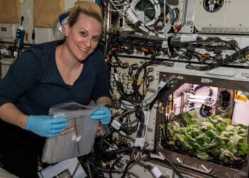 На орбіті Землі зібрали перший урожай редиски – ЭКОНОМИКА