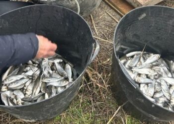 До водойм Одещини вселили рекордний обсяг риби за останні три роки – ЭКОНОМИКА
