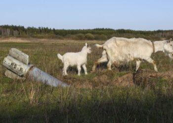 Після російських обстрілів якість навколишнього середовища в Україні погіршилася – ЭКОНОМИКА