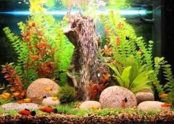 Зачем нужны декорации для аквариума?