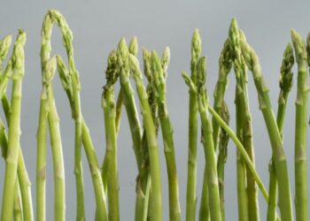 В Україні зареєстрували три канадські сорти спаржі – ЭКОНОМИКА