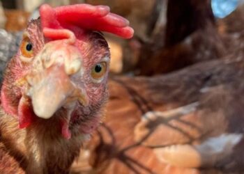 На Сумщині зафіксовано спалах грипу птиці  – ЭКОНОМИКА