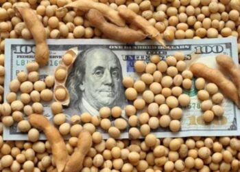 Стало відомо, як змінилися ціни на сою – ЭКОНОМИКА