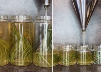 Український виробник випустив акацієвий мед із хвоєю – ЭКОНОМИКА