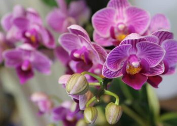 Уход за орхидеями: Секреты профессиональных флористов для успешного выращивания
